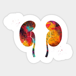 The Kidneys anatomy Sticker